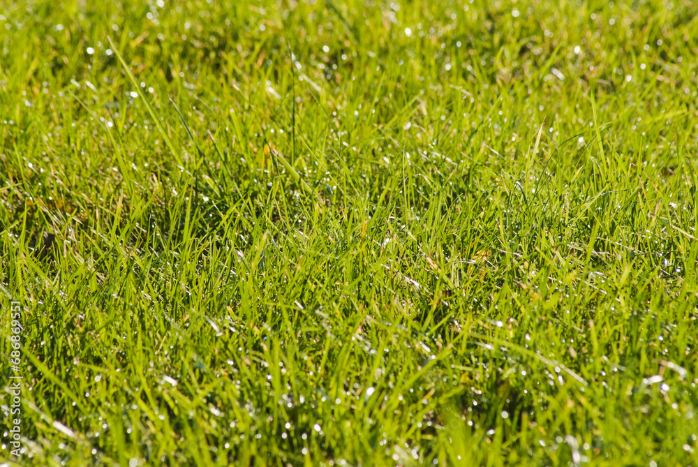 green background, in the photo there is green grass in the meadow close-up green background, in the photo there is green grass in the meadow close-up