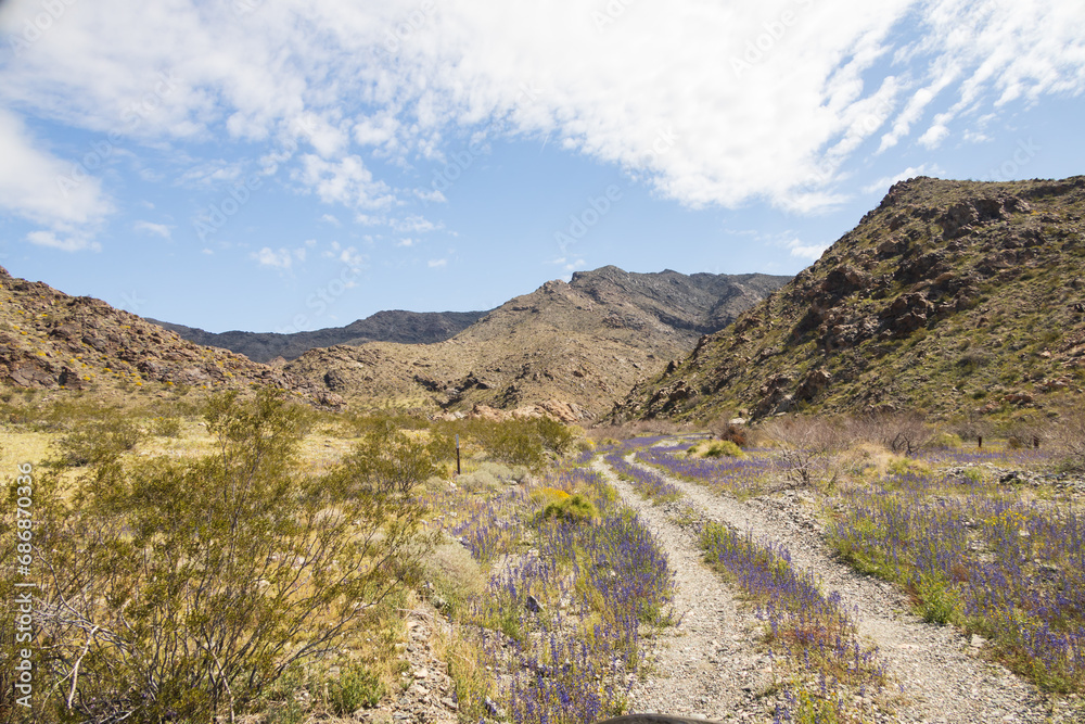 Desert wildflowers along a gravel road