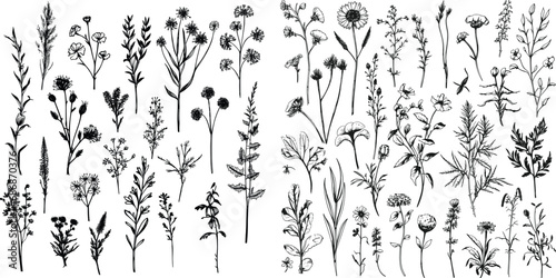herb floral flower leaf nature plant graphic meadow silhouette drawing