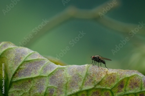 Muchy owady zwierzęta