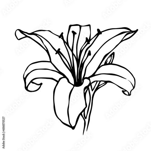 Sketch of a flower  lily bud. Decorative botanical element. Vector graphics.