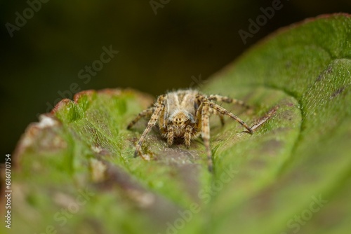 Macro image of a spider perched on a leaf, its eyes wide open