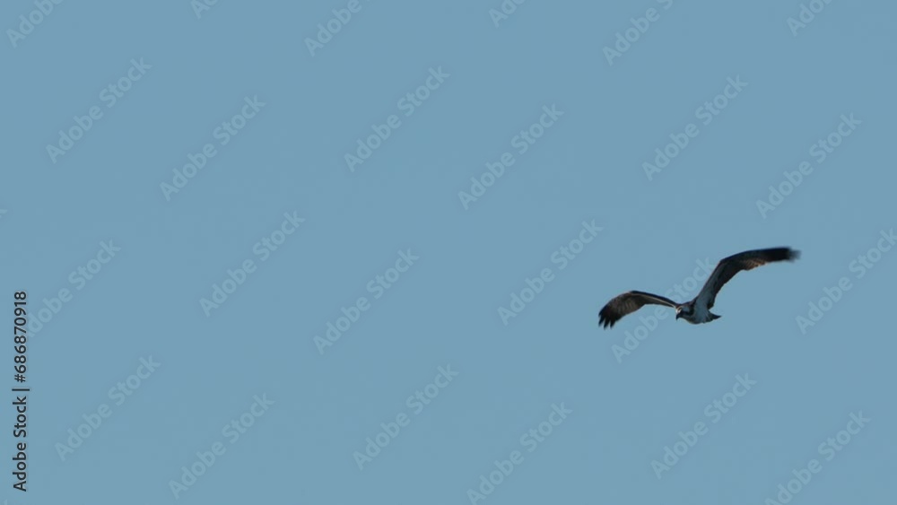 osprey is hunting a fish osprey is hunting a fish
