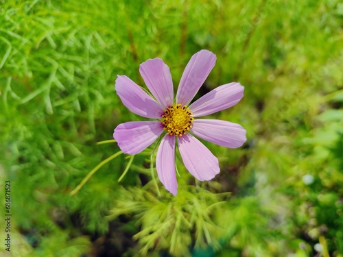Double-feathered cosmea of Asteraceae family  Cosmos bipinnatus. Beautiful big pink flower close-up. Ornamental plant on flower bed in yard of house or in park. Landscaping 