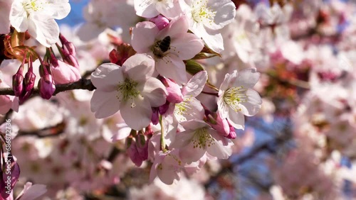 Close-up of a bee gathering nectar of pink flowers on a Cherry tree in full bloom on a sunny spring day. Shot in the Jardin des Plantes - main botanical garden in Paris, France.
