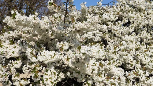 Cherry tree with white flowers in full bloom on a sunny spring day - Prunus Sato-Zakura Shirotae. Shot in the Jardin des Plantes - main botanical garden in Paris, France.