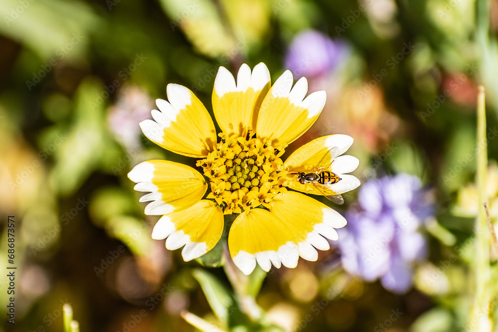 Obraz premium Close up of Layia platyglossa wildflower, commonly called coastal tidytips