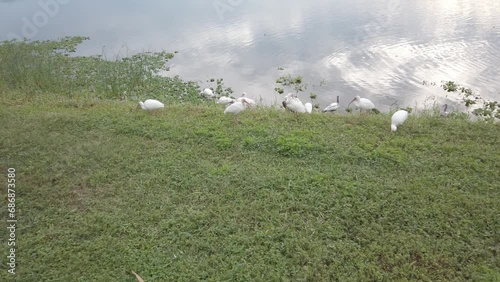 Multiple American white ibis birds in green grass in foreground beside calm water with reflection of clouds in the water. 