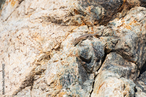 Small lizard sitting on a rock in the desert