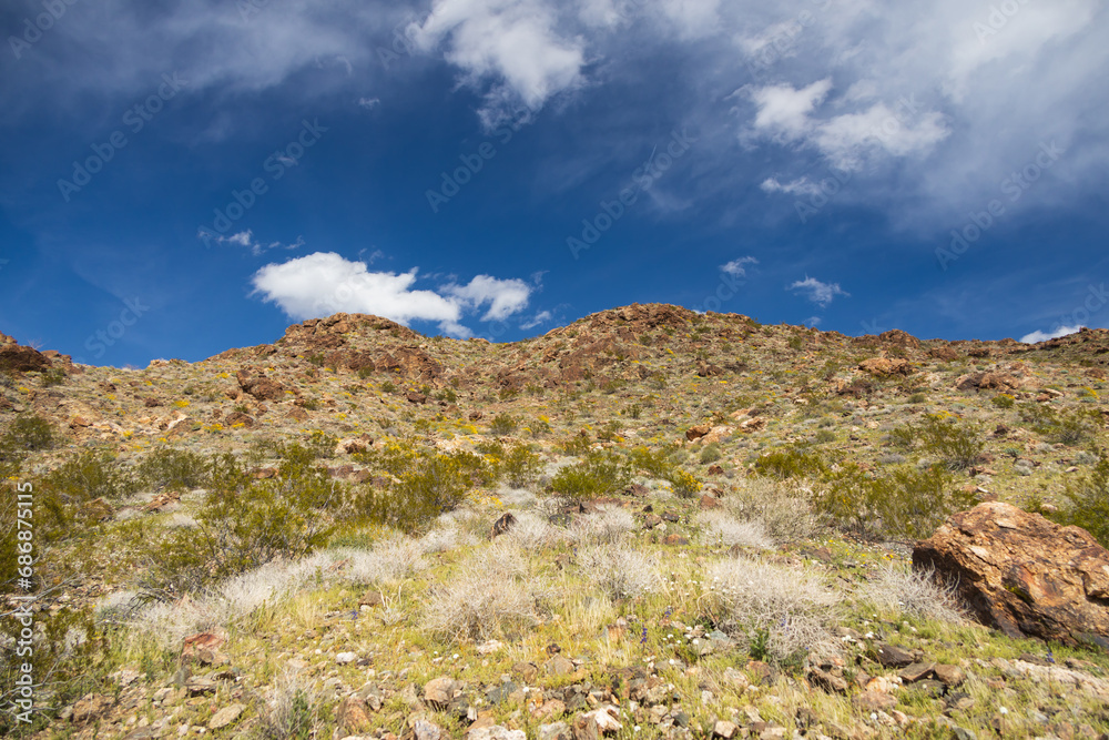 Desert landscape with yellow wildflowers Desert landscape with yellow wildflowers