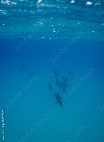 Wild Hawaiian Spinner Dolphins Swim free in the beautiful blue ocean off the Hawaii Shore 