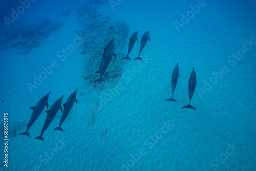 Wild Hawaiian Spinner Dolphins Swim free in the beautiful blue ocean off the Hawaii Shore 