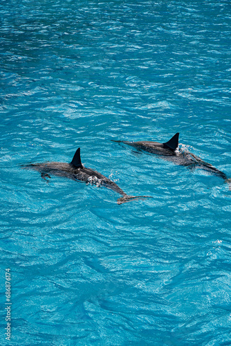 Wild Hawaiian Spinner Dolphins Swim free in the beautiful blue ocean water off Oahu 