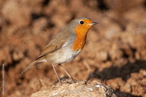 European Robin (Erithacus rubecula) foraging in the field.