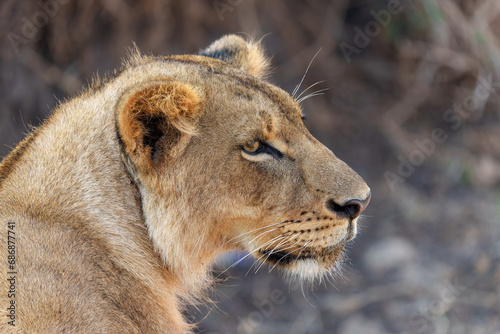Portrait of a sub-adult male lion in Nairobi National Park
