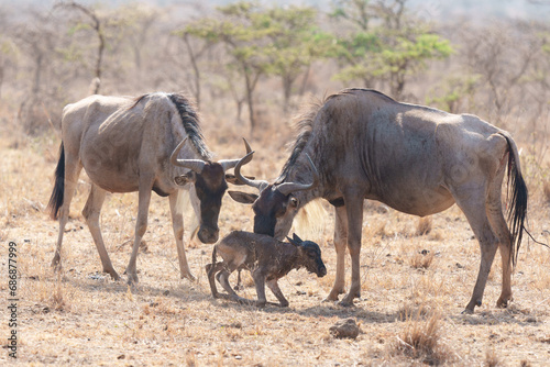 Blue wildebeest mother with newborn trying to stand in Nairobi National Park in Kenya