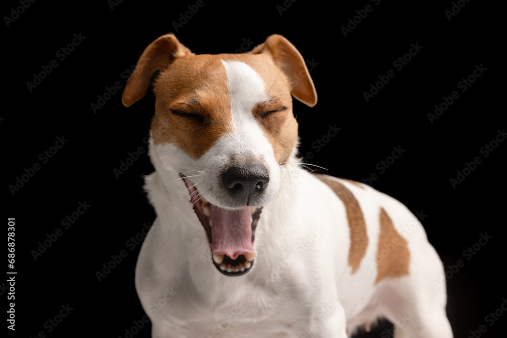 beautiful dog Jack Russell terrier smiling with open mouth on a black background, dog portrait beautiful dog Jack Russell terrier smiling with open mouth on a black background, dog portrait