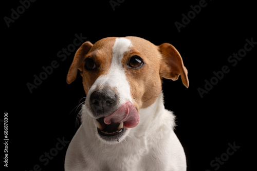 beautiful dog Jack Russell terrier licks his lips waiting for food on a black background, portrait of a dog, caring for a dog © st.kolesnikov