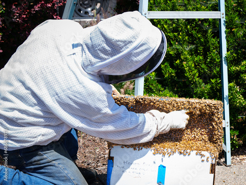 Beekeeper pointing into swarm of bees he just rescued photo