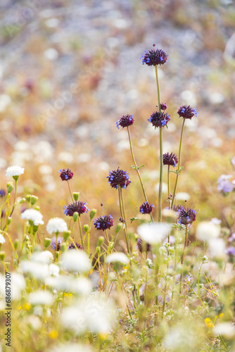 Desert chia, purple desert wildflowers 