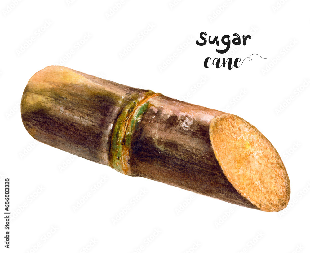 Watercolor illustration of sugar cane close up. Design template for packaging, menu, postcards. PNG