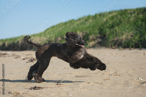 Funny Afghan Hound young dog having fun on the beach. Afghan hound puppy running at the seaside