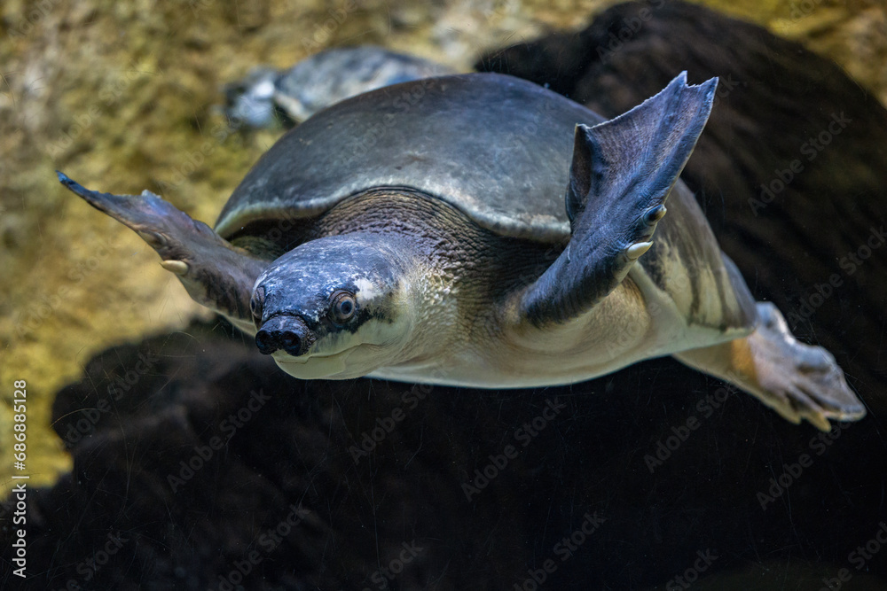 Obraz premium A freshwater turtle with a pig's snout.