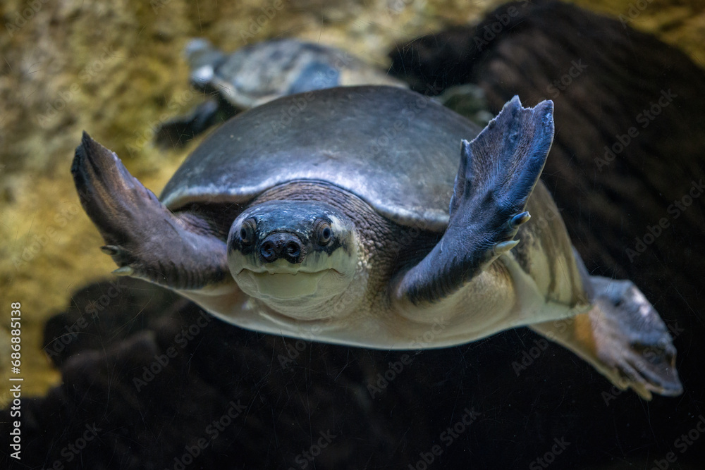 Obraz premium A freshwater turtle with a pig's snout.