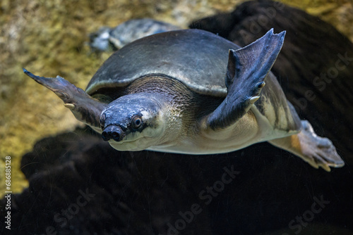A freshwater turtle with a pig's snout.