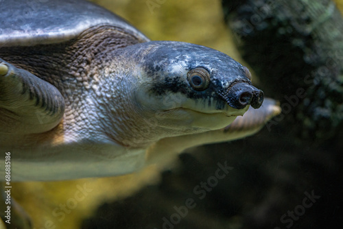 A freshwater turtle with a pig s snout.