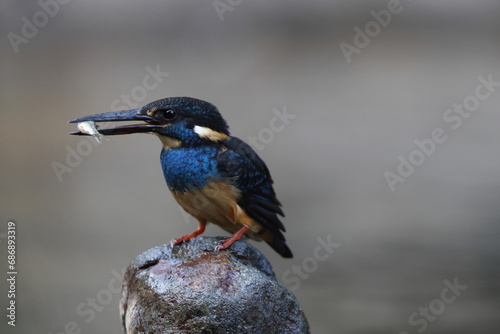  Javan blue-banded kingfisher (Alcedo euryzona), is a species of kingfisher in the subfamily Alcedininae. It is endemic to and found throughout Java. © feathercollector