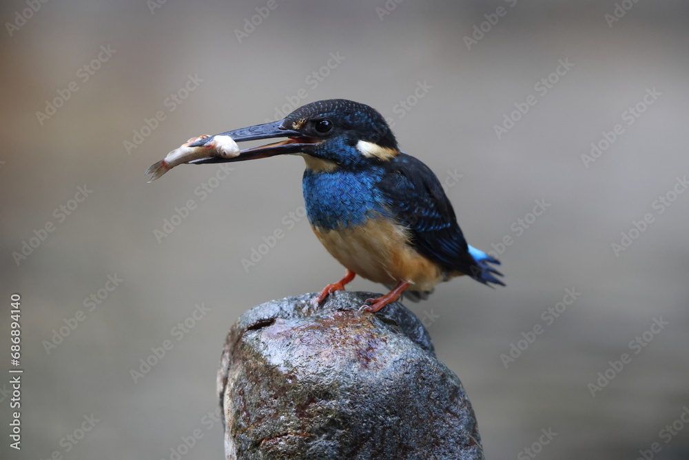  Javan blue-banded kingfisher (Alcedo euryzona), is a species of kingfisher in the subfamily Alcedininae. It is endemic to and found throughout Java.