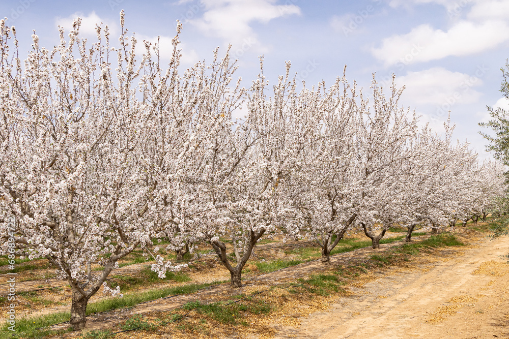Almond blossoms in a Tunisian orchard. Almond blossoms in a Tunisian orchard.