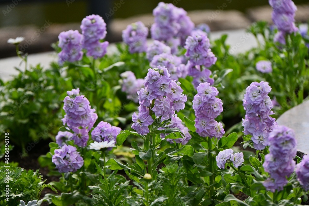 Stock ( Mattihiola incana ) flowers. Brassicaceae perennial plants.It is a popular flower for flower beds because of its colorful flowers. Stock ( Mattihiola incana ) flowers. Brassicaceae perennial plants.It is a popular flower for flower beds because of its colorful flowers.