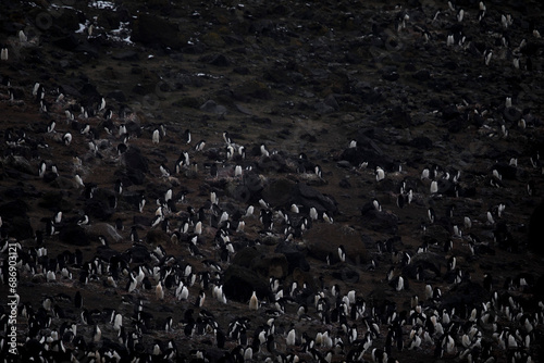 Antarctica Penguins photo
