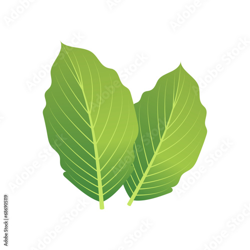Vector mint vector leaves. plant mint, green leaf mint, organic and fresh mint illustration