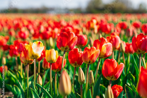 Fototapeta Naklejka Na Ścianę i Meble -  A stunning display of red and yellow tulips in a picturesque field in the Netherlands during spring, highlighting the vibrant colors and natural beauty of the landscape.