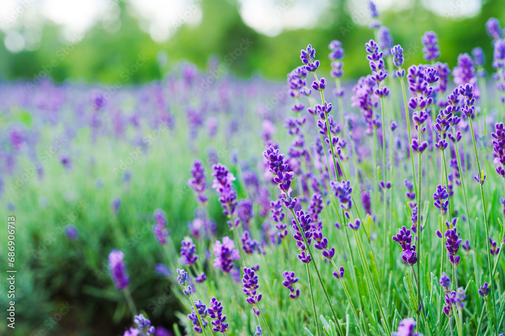 A stunning panoramic view of an idyllic lavender field with lush purple blooms spanning against the backdrop of a clear blue sky, offering a serene and picturesque scene. A stunning panoramic view of an idyllic lavender field with lush purple blooms spanning against the backdrop of a clear blue sky, offering a serene and picturesque scene.