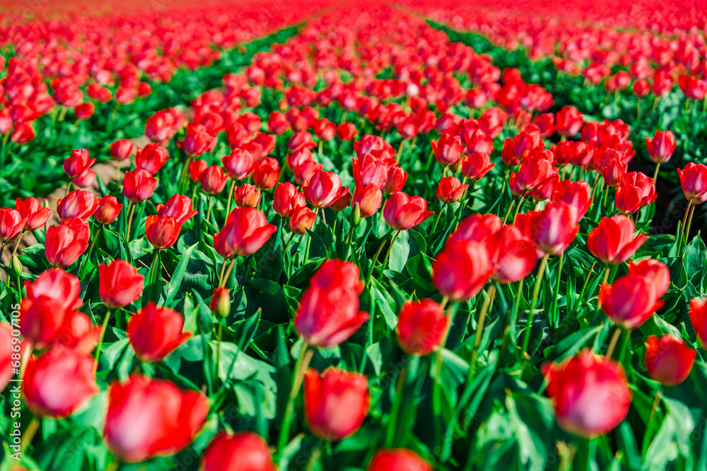 Fototapeta premium An idyllic Dutch countryside landscape featuring breathtaking fields of blooming red tulips, creating a stunning and picturesque scene that epitomizes the beauty of the Netherlands in spring.