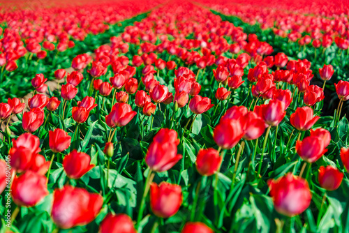 An idyllic Dutch countryside landscape featuring breathtaking fields of blooming red tulips  creating a stunning and picturesque scene that epitomizes the beauty of the Netherlands in spring.