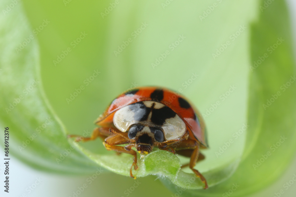 Fototapeta premium Red ladybug on green leaf, macro view