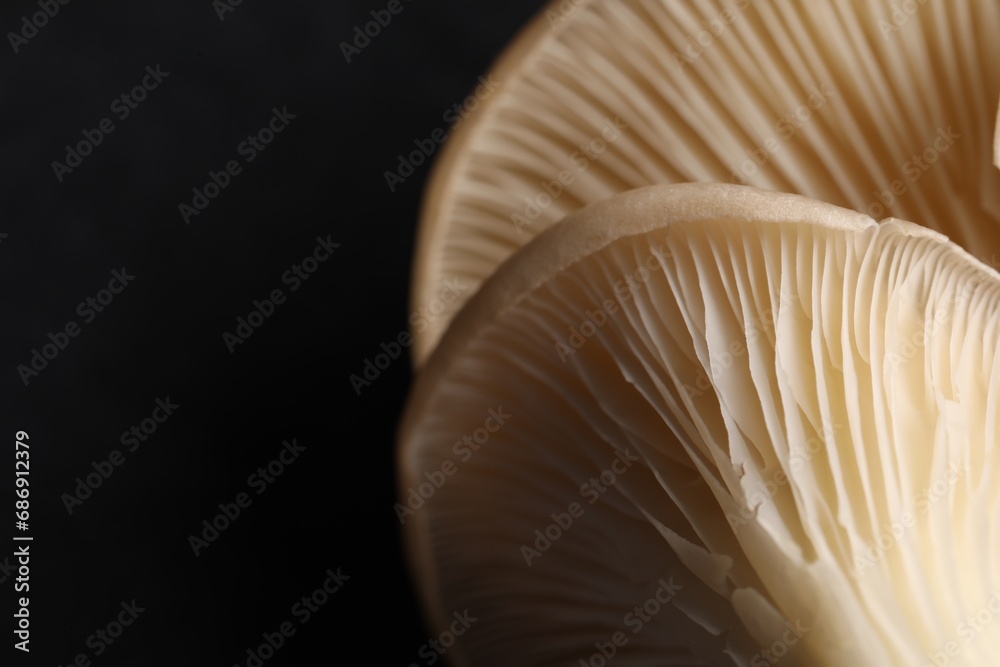 Fresh oyster mushrooms on black background, macro view. Space for text Fresh oyster mushrooms on black background, macro view. Space for text