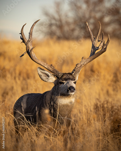 Non-typical Mule deer buck (odocoileus hemionus) standing in tall grass facing morning sun during fall deer rut Colorado, USA	
