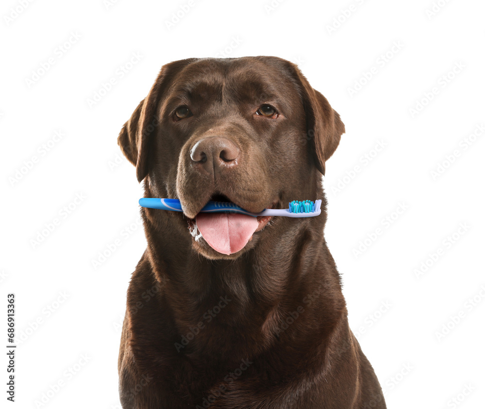 Cute dog with toothbrush in mouth isolated on white. Animal oral hygiene Cute dog with toothbrush in mouth isolated on white. Animal oral hygiene