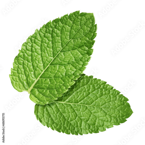 Fresh green mint leaves isolated on white
