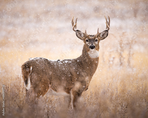 White-tailed deer (odocoileus virginianus) standing broadside in field on snowy wintry day during fall deer rut Colorado, USA	
 photo