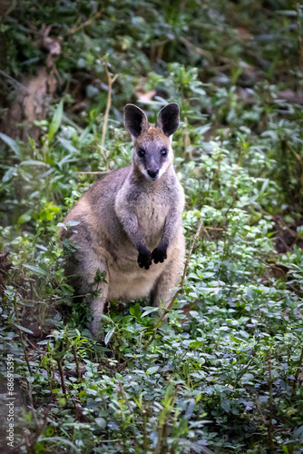 Swamp Wallaby