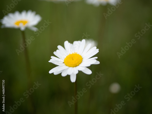 flor blanca con fondo desenfocado