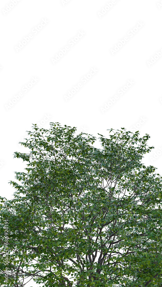 Fototapeta premium Isolated tree on a transparent background. Single tree isolated on a white background.