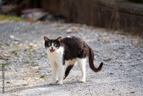 牙をむき出しにして威嚇している1匹の野良猫